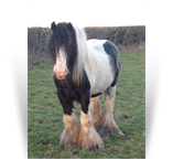 The Old Horse of Wales